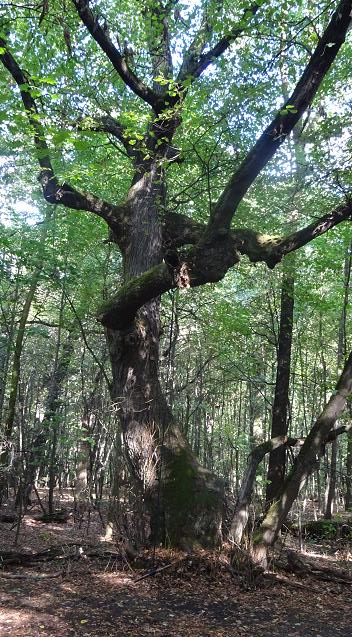 drzewiec 2 niedziela bielany las