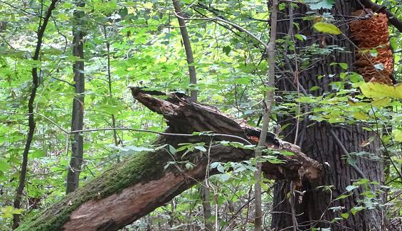 smok drzewiec niedziela bielany las