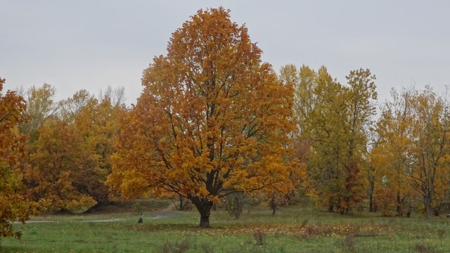 Las_bielanski01 Las Bielański