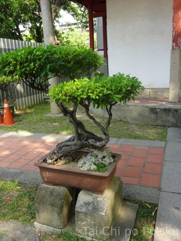 bonsai